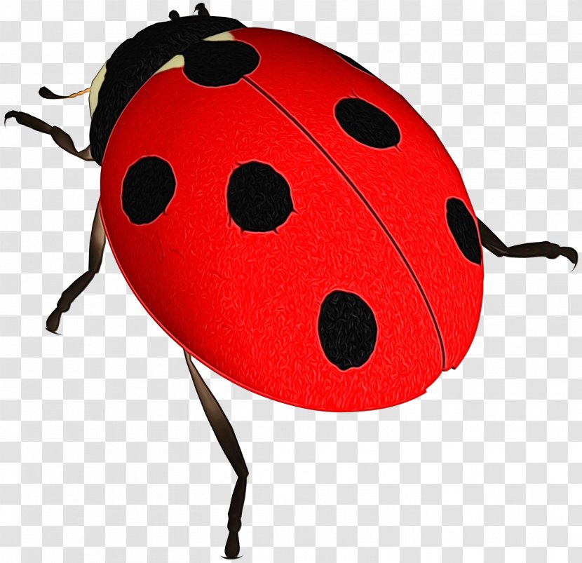 Clip Art Lady Bird - Insect - Leaf Beetle Transparent PNG