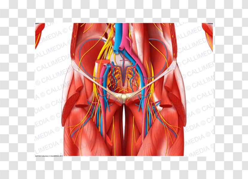 Blood Vessel Anatomia Y Fisiologia Muscle Pelvis Nerve - Silhouette - Pelvic Transparent PNG