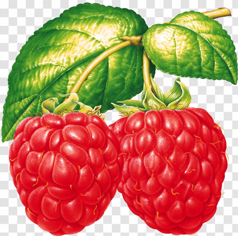 Raspberry Fruit Clip Art - Red Transparent PNG