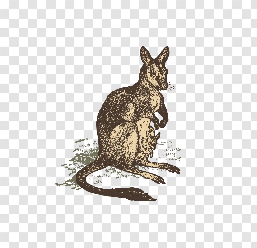 Domestic Rabbit Kangaroo Animal Drawing - Hand-painted Transparent PNG