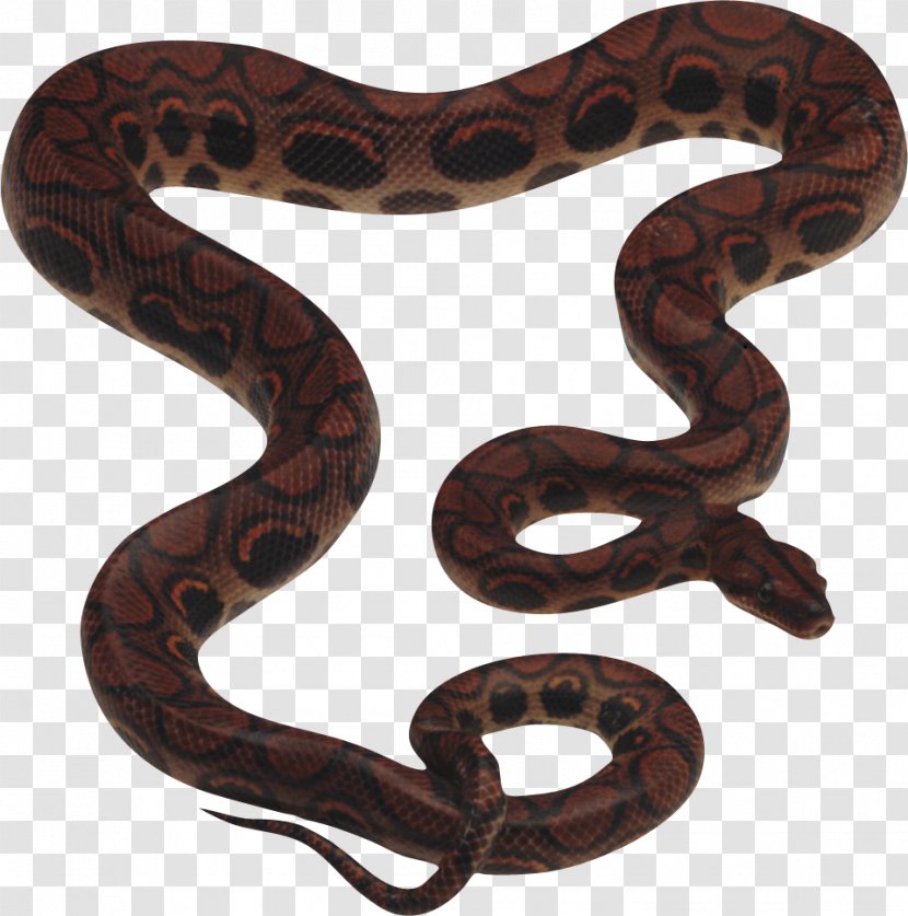 Snake Reptile King Cobra Clip Art - Kingsnake - Image Picture Download Free Transparent PNG