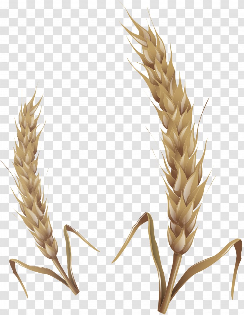 Emmer Oat Caryopsis Clip Art - Food Grain - Wheat Transparent PNG