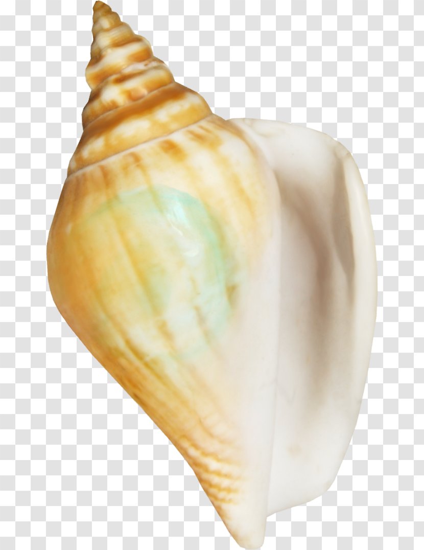 Conchology Seashell Sea Snail Shankha Clip Art - Conch Transparent PNG
