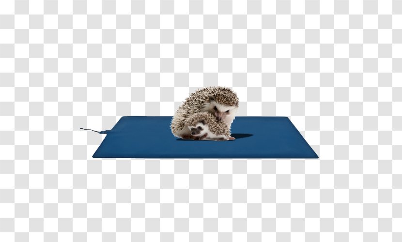 Hedgehog Pet Teraristika Electricity Domestic Animal - Foot Transparent PNG