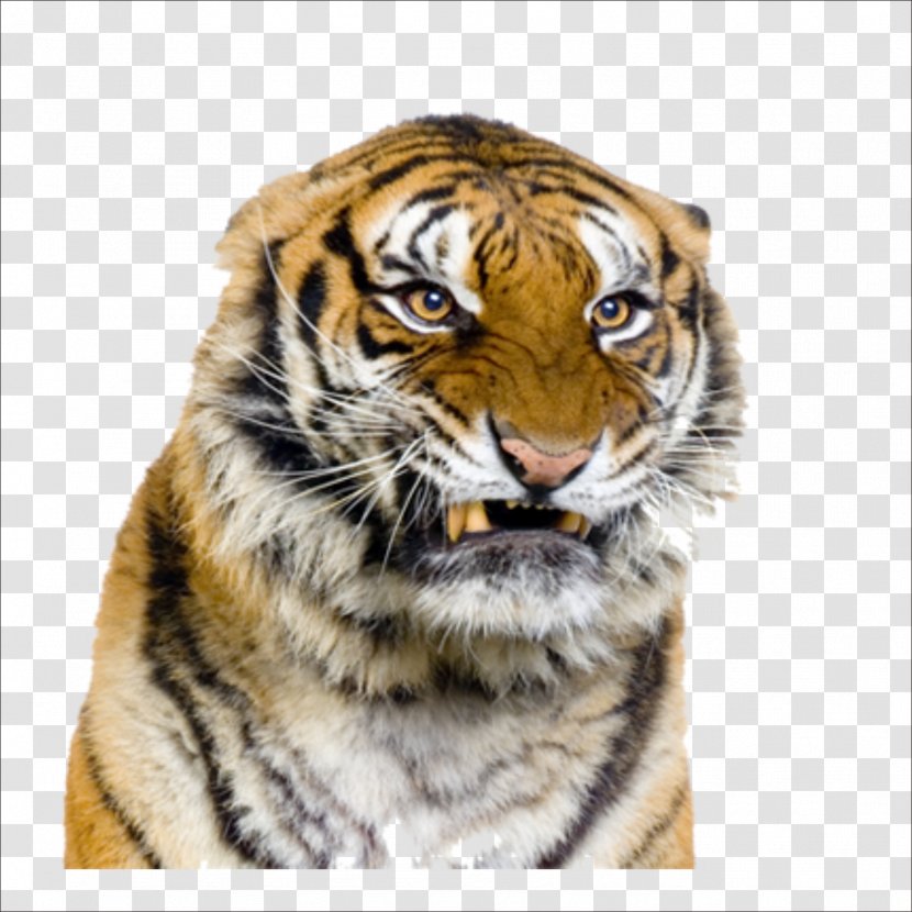 Big Cats Are Not Pets! Lion Kitten Dog - Blueheaded Parrot - Tiger Transparent PNG