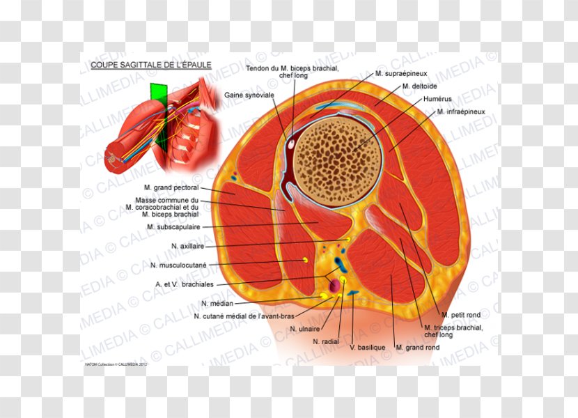 Shoulder Sagittal Plane Biceps Anatomy Coracobrachialis Muscle - Heart - Abdomen Transparent PNG