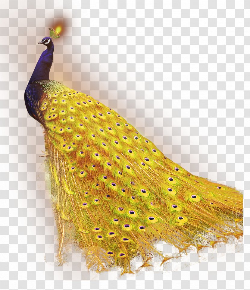 Download Peafowl - Dots Per Inch - Golden Peacock Transparent PNG