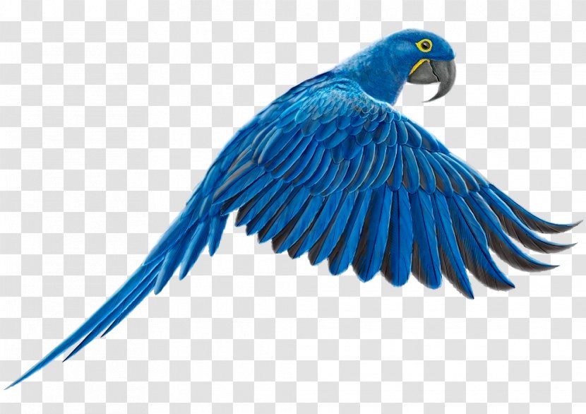 Macaw Feather Parakeet Lovebird Beak Transparent PNG