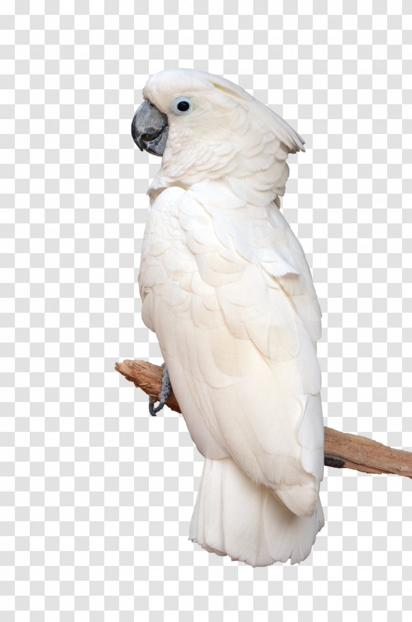 Parrot Rosy-faced Lovebird Conure White Cockatoo - Grey Transparent PNG
