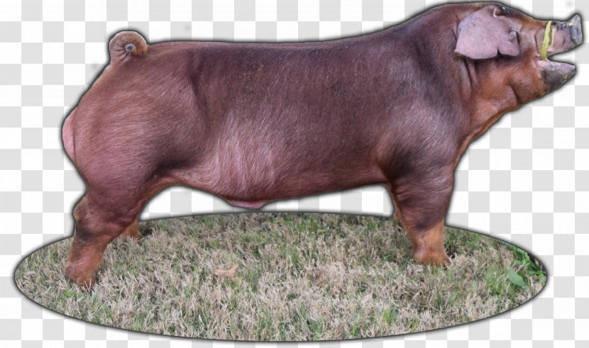 Duroc Pig Breed Industry Snout Transparent PNG
