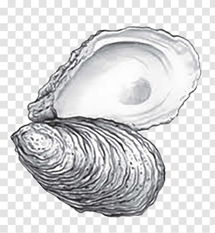 Eastern Oyster Cape Fear CREW: 2018 Annual Roast Drawing Sketch - Seashell Transparent PNG