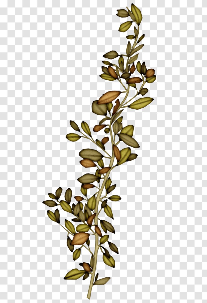 Leaf Twig Plant - Tree Transparent PNG