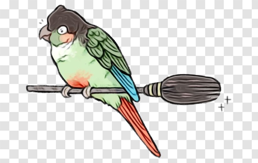 Feather - Pet - Budgie Transparent PNG