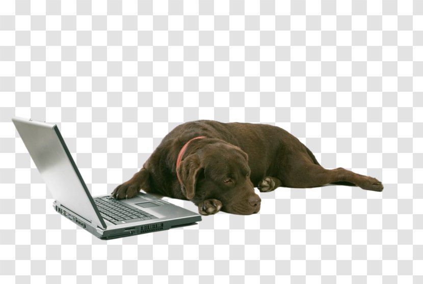 Cane Corso Labrador Retriever Puppy Laptop Bullmastiff - Dog Collar Transparent PNG