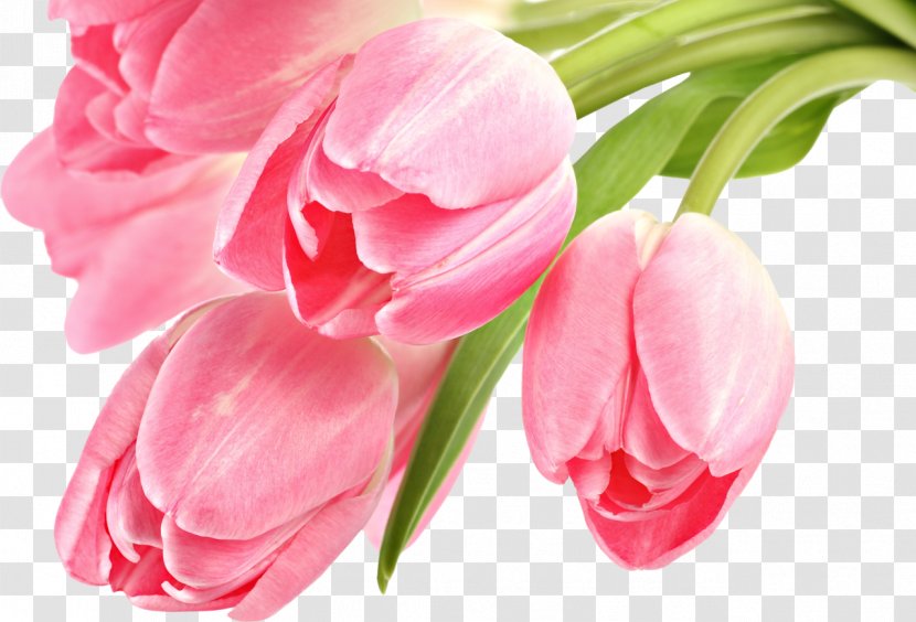 Tulip Desktop Wallpaper Pink Flowers Clip Art - Splendid Spring - Tulips Transparent PNG