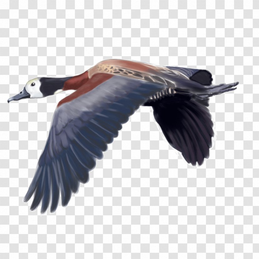 White-faced Whistling Duck Bird Waterfowl Hunting Transparent PNG