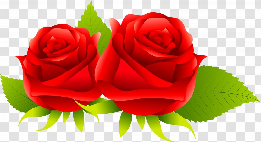Centifolia Roses Rosa Gallica Garden Flower - Rose Order - Red Transparent PNG