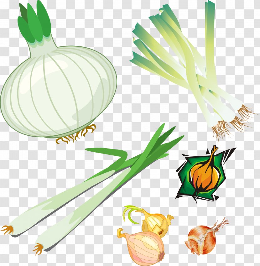 Onion Allium Fistulosum Vegetable Lunar Calendar - Food - Onions Transparent PNG