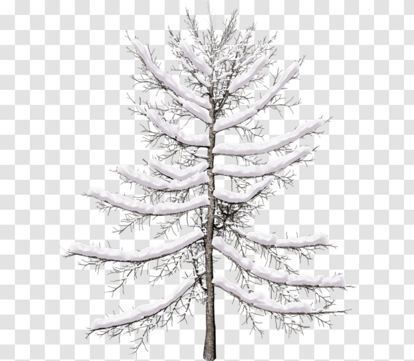 Christmas Black And White - Western Yellow Pine - Forest Eastern Hemlock Transparent PNG