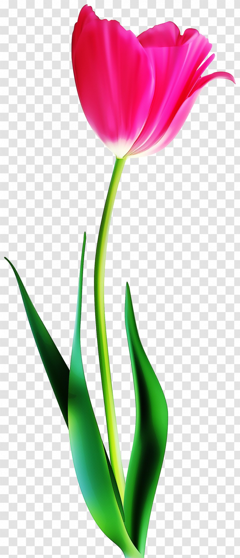 Flower Tulip Plant Petal Pedicel - Cut Flowers - Stem Bud Transparent PNG