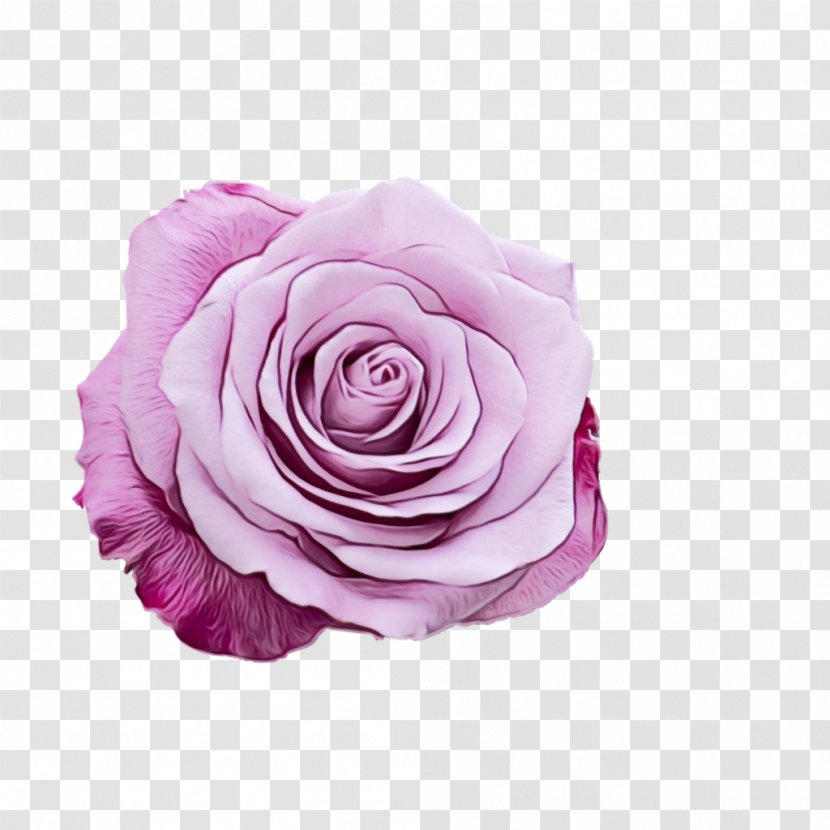 Purple Watercolor Flower - Plant - Flowering Rose Order Transparent PNG
