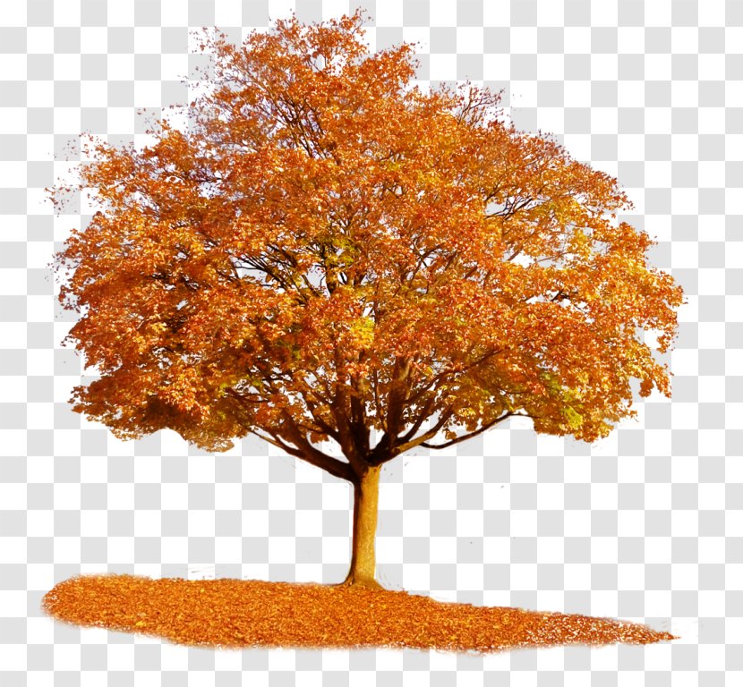 Tree Autumn Clip Art - Leaf Color Transparent PNG