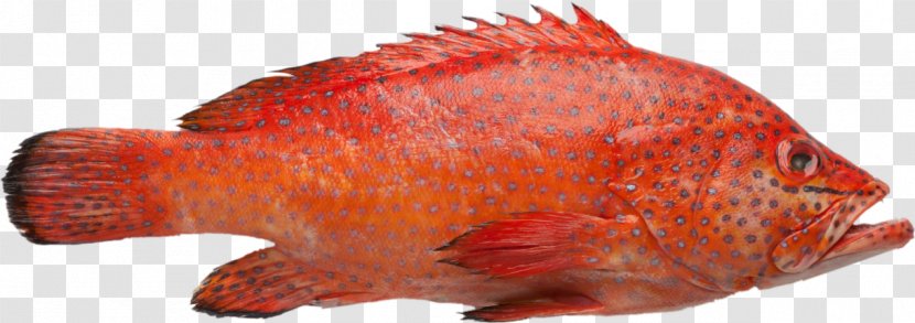 Northern Red Snapper Grouper Fish White Brown Spotted Reef Cod - Fauna Transparent PNG