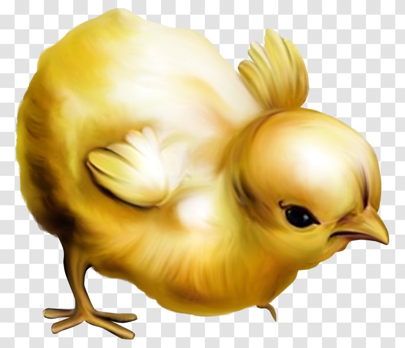 Chicken Easter Postcard Clip Art - Bird - Chick Transparent PNG