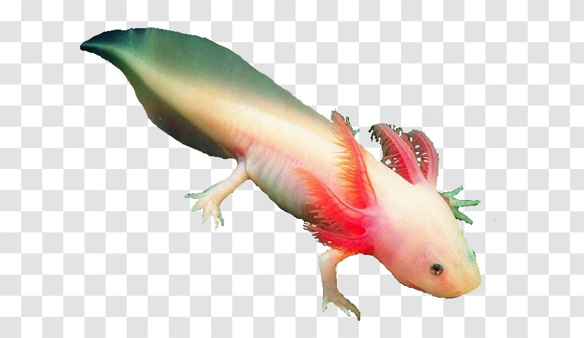 Salamander Axolotl Clip Art Image Transparent PNG