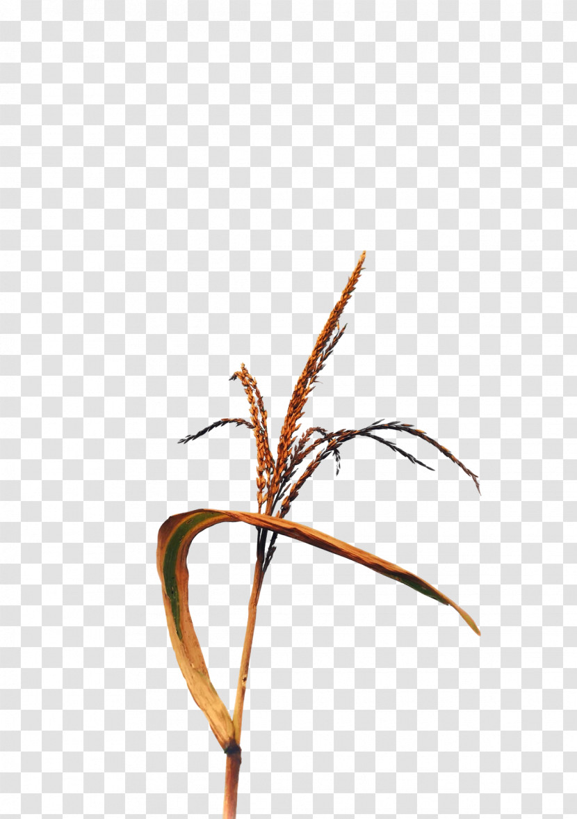 Plant Stem Twig Grasses Plants Science Transparent PNG