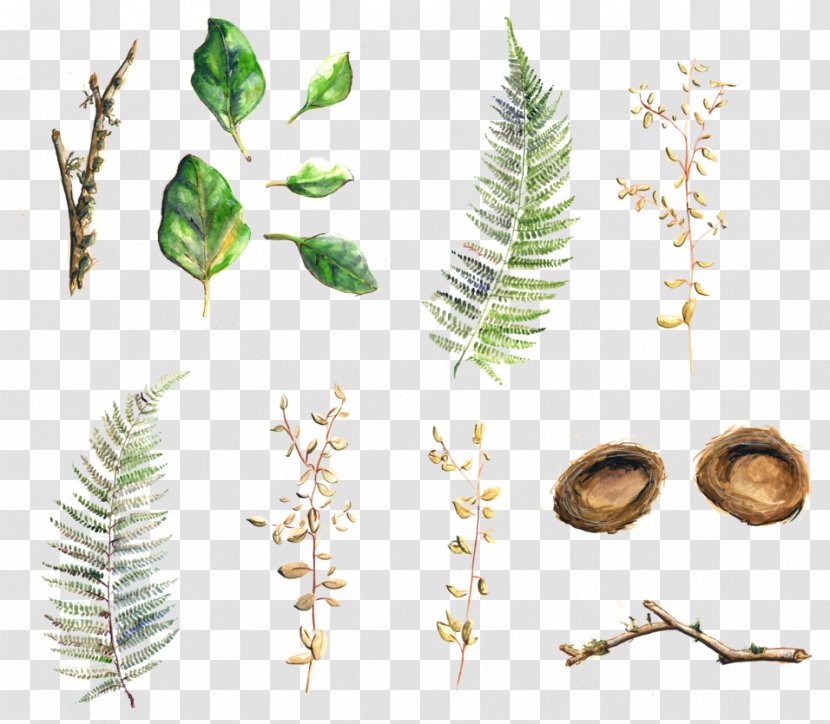 Twig Plant Stem Leaf Herbalism - Branch Transparent PNG