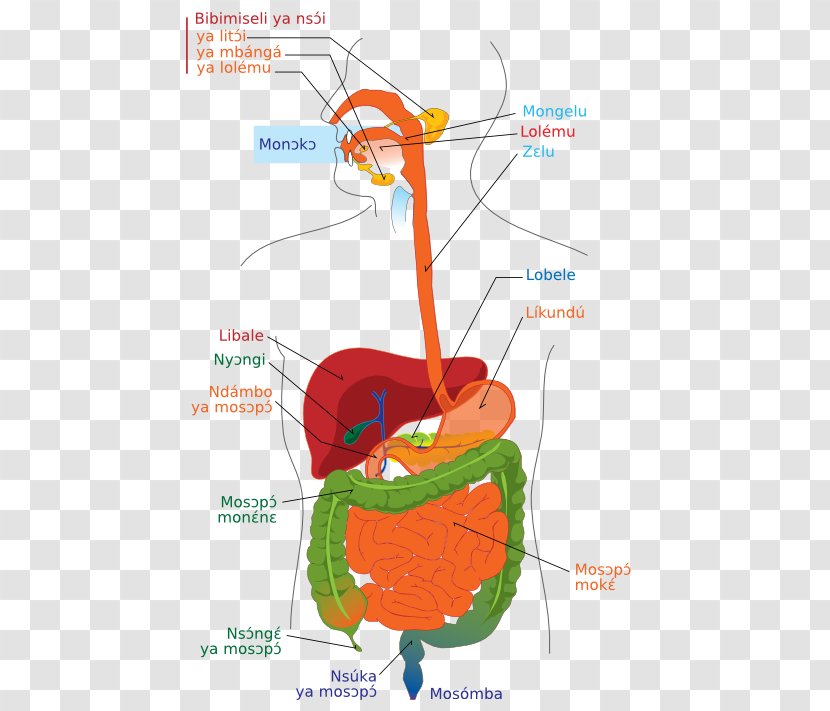 Human Digestive System Diagram Gastrointestinal Tract Digestion Body - Heart - Lane Transparent PNG