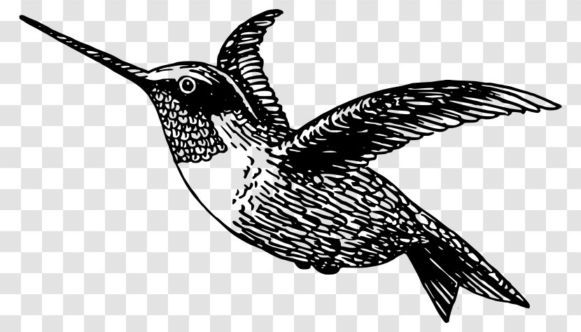 Black-chinned Hummingbird Clip Art - Drawing - Animal Transparent PNG