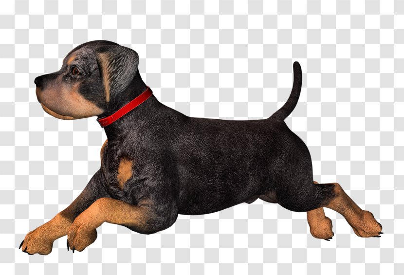 Puppy Dog Clip Art - Vulnerable Native Breeds Transparent PNG