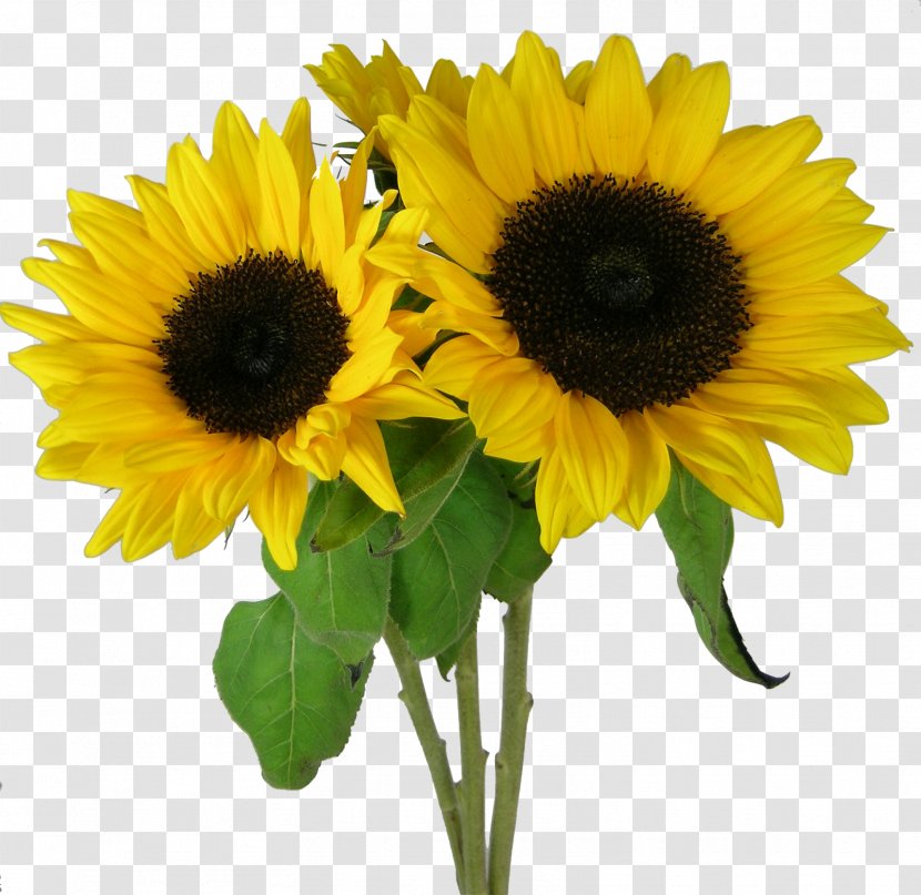Sunflowers Desktop Wallpaper Clip Art - Flowering Plant - Picture Sunflower Transparent PNG