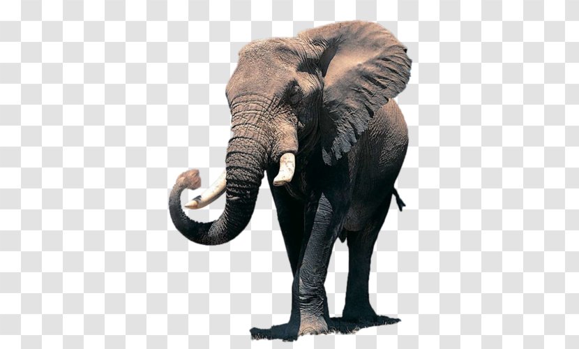African Elephant Desktop Wallpaper Elephantidae Indian - Asian - Highdefinition Television Transparent PNG