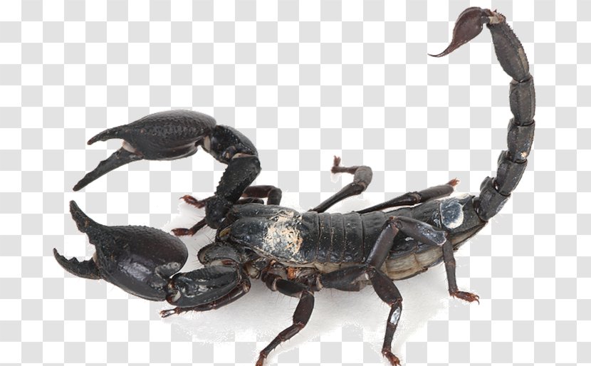 Emperor Scorpion Insect Arthropod Arachnid - Organism Transparent PNG