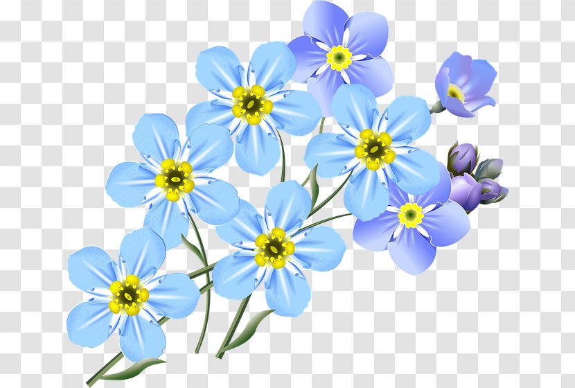 Drawing Water Forget-Me-Not - Daisy - Forget Me Not Transparent PNG