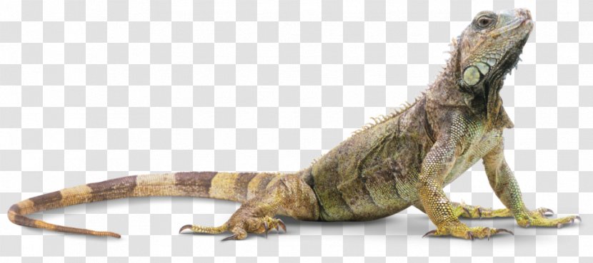 Reptile Lizard Amphibian Snake Turtle - Smooth Transparent PNG