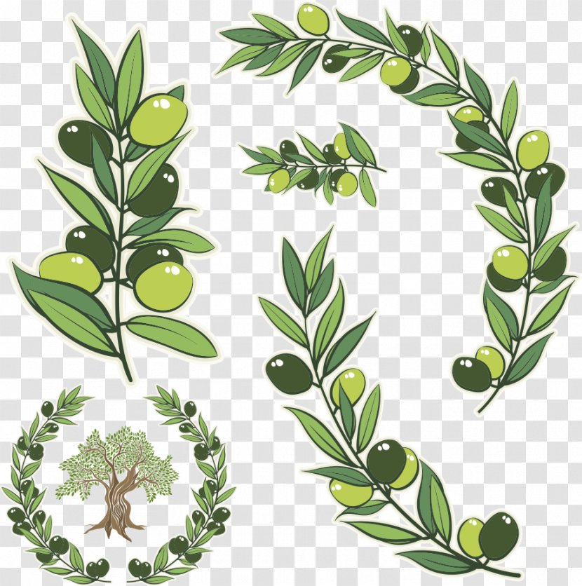 Olive Branch Wreath Stock Photography Illustration - Oil - Vector Green Transparent PNG