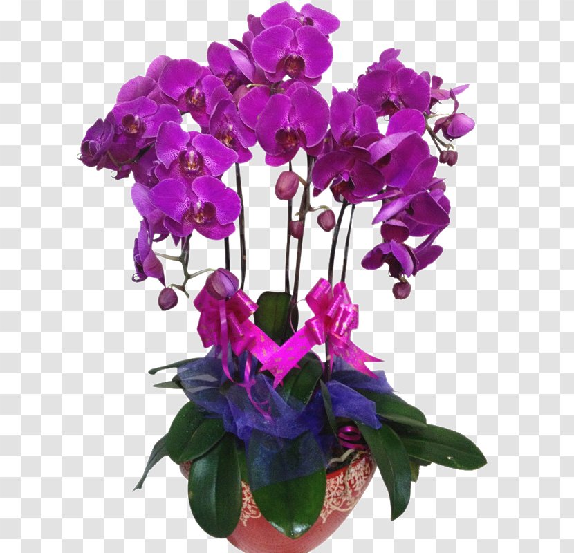 Moth Orchids Violet Flowerpot Cut Flowers - Flower - Family Transparent PNG