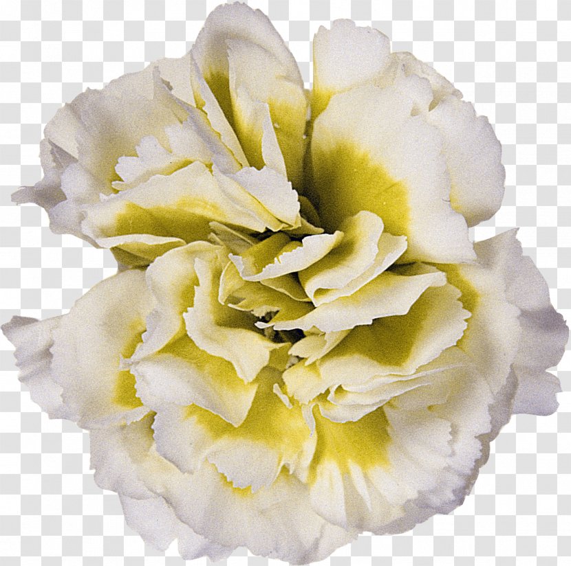 Cut Flowers Yellow Light Floristry - CARNATION Transparent PNG