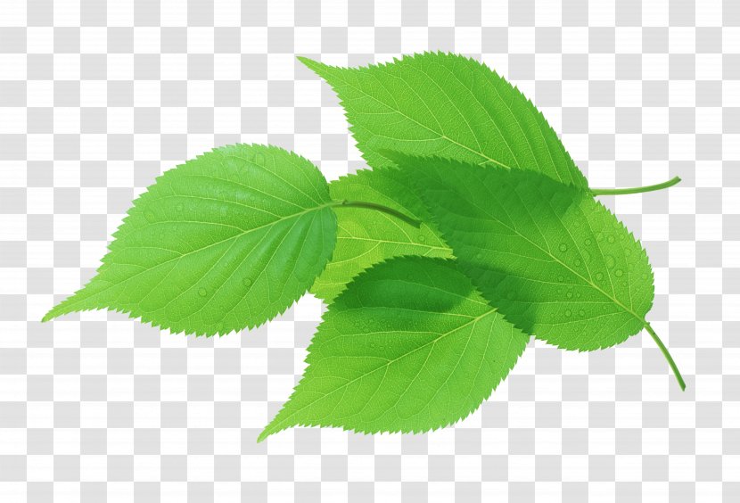 Leaf Green Transpiration Stock Photography - Trunk Transparent PNG