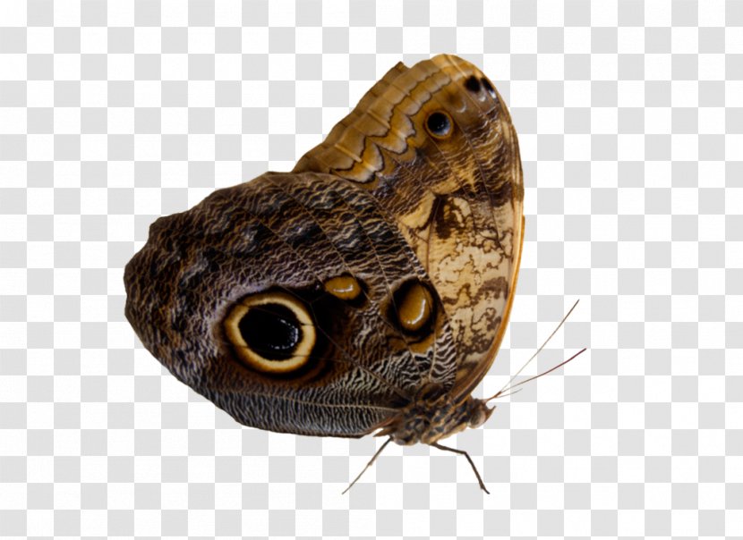 Butterfly Perth Moth Insect - Toad - Cut Transparent PNG