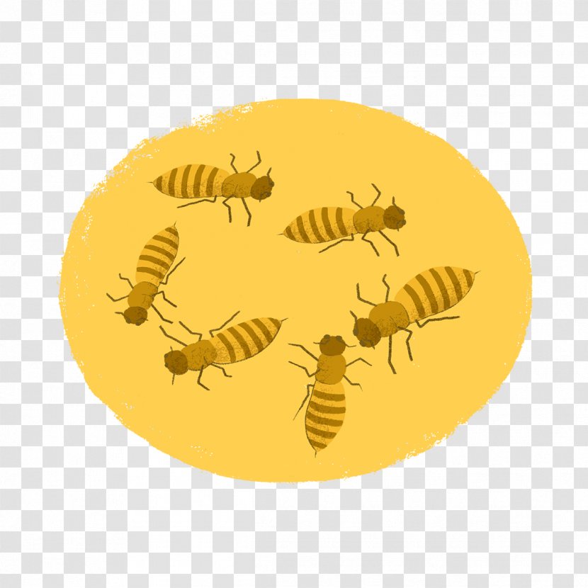 Honey Bee - Organism Transparent PNG