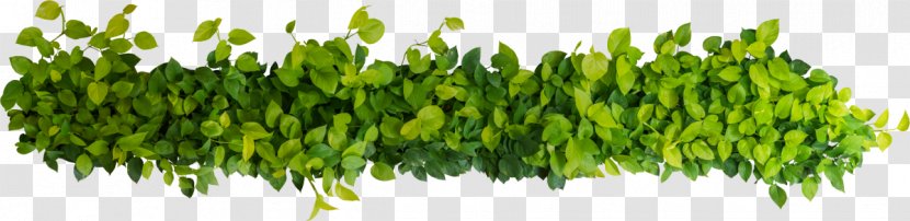 Devil's Ivy Garden-Ville Common Vine Plants - Green - Cassia Png Seed Transparent PNG
