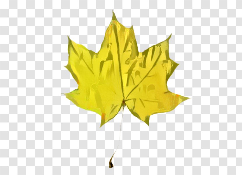 Maple Leaf Symmetry - Yellow - Deciduous Transparent PNG