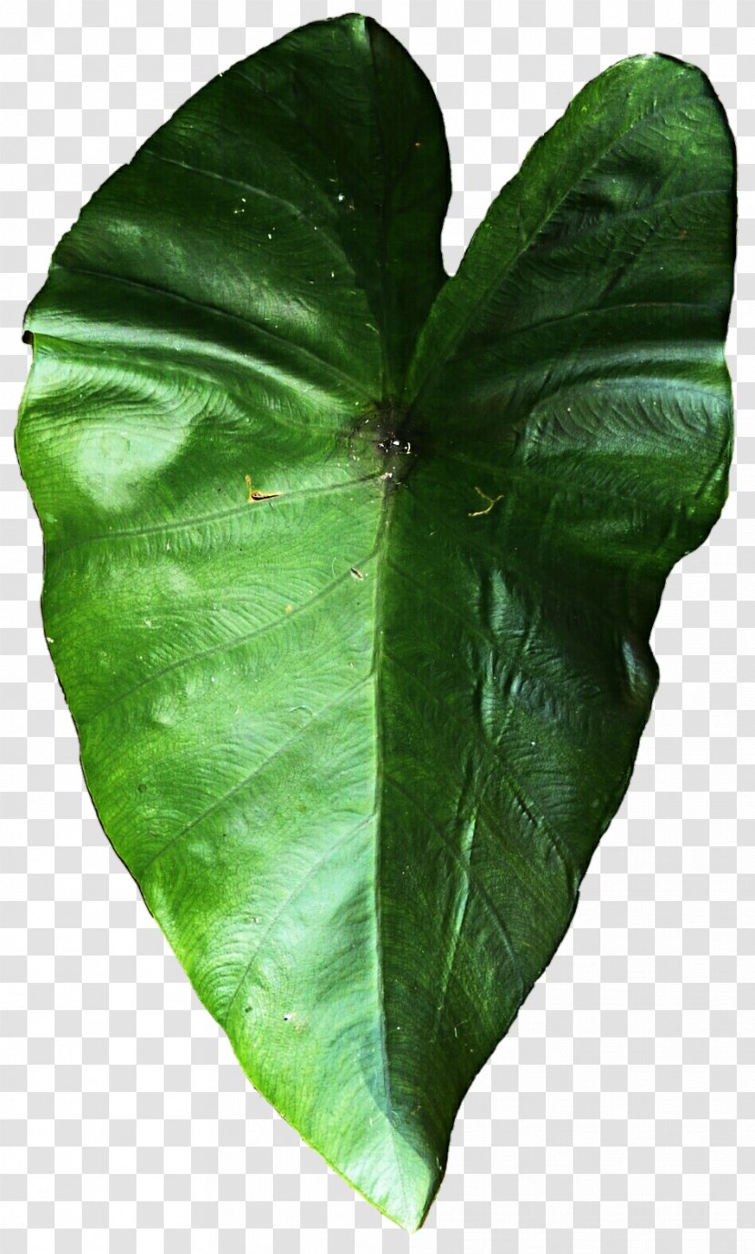 Green Leaf - Elephant Ear Transparent PNG