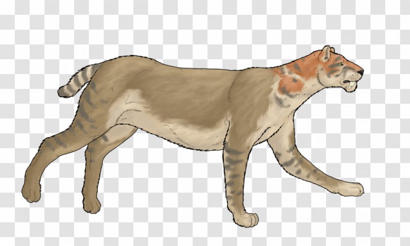 Cougar Lion Cat Pliocene Bear - Carnivoran Transparent PNG