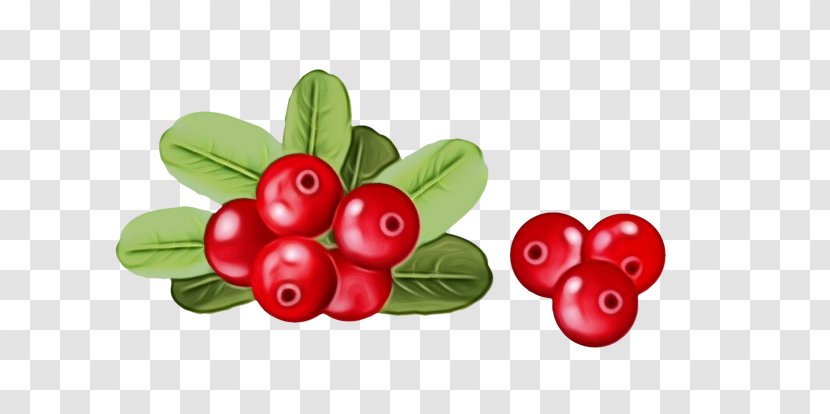 Berry Lingonberry Fruit Plant Red - Paint - Currant Superfruit Transparent PNG